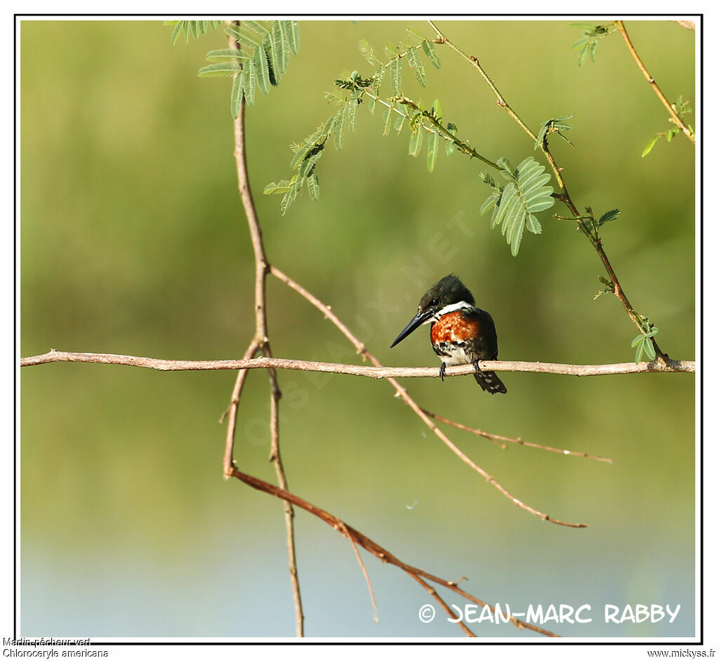 Green Kingfisher, identification