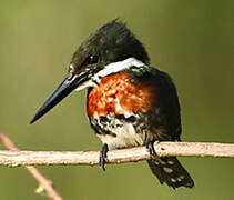 Green Kingfisher