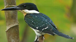 Green Kingfisher