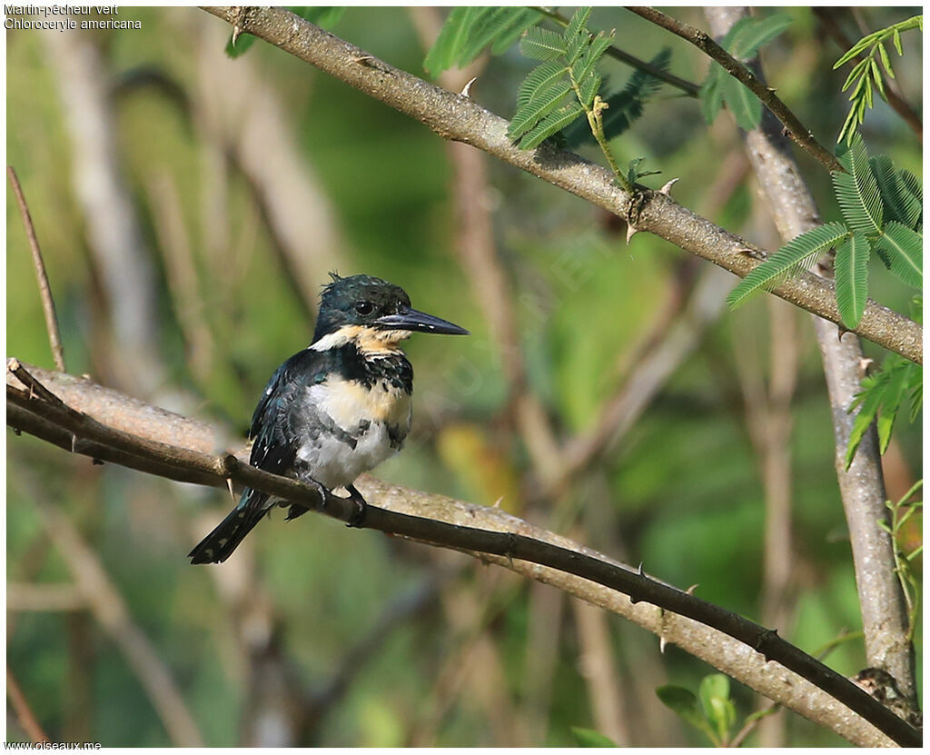 Green Kingfisher, identification