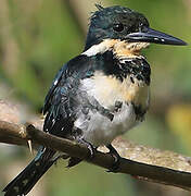 Green Kingfisher