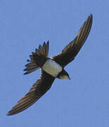 Alpine Swift