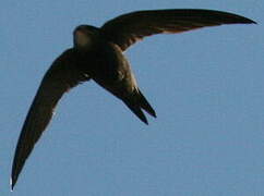 Common Swift