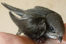 Common Swift