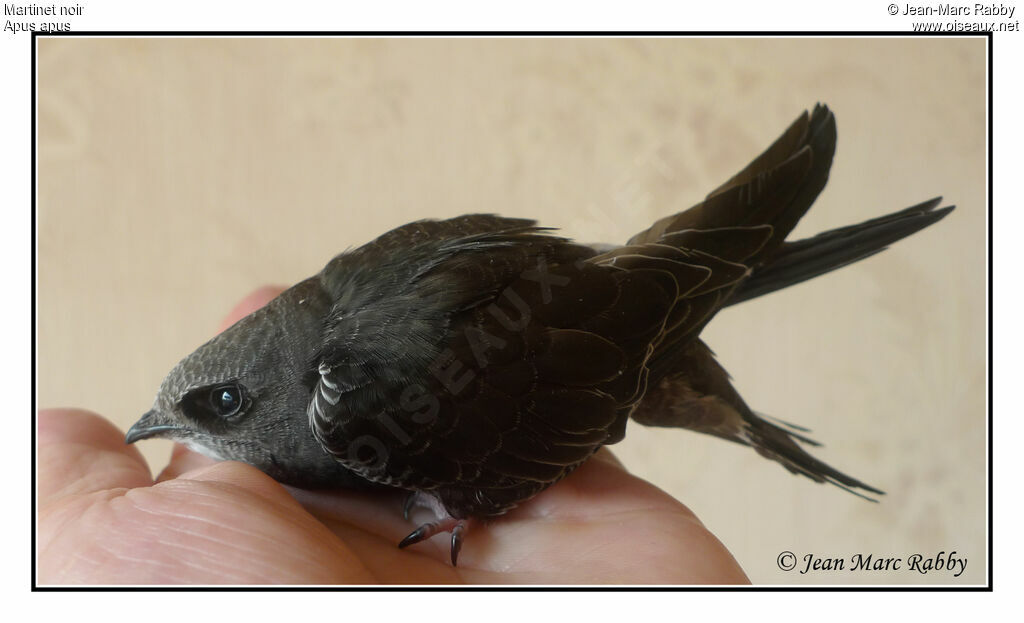 Common Swiftjuvenile, identification