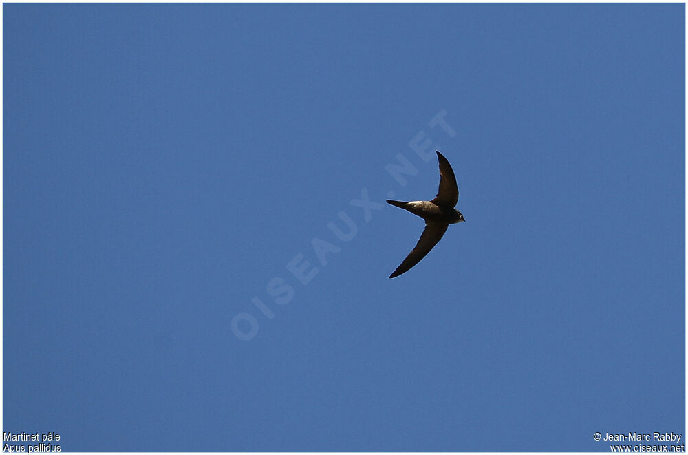 Pallid Swift, Flight