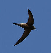 Pallid Swift