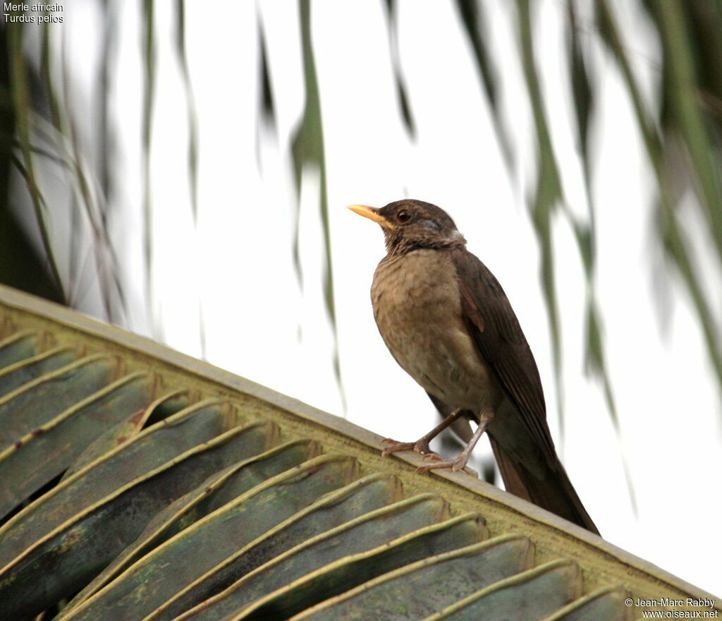 African Thrush