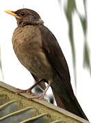 African Thrush