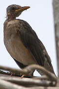 African Thrush