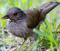 Pale-breasted Thrush