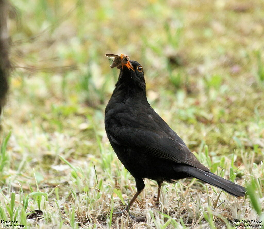 Common Blackbird male