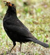 Common Blackbird