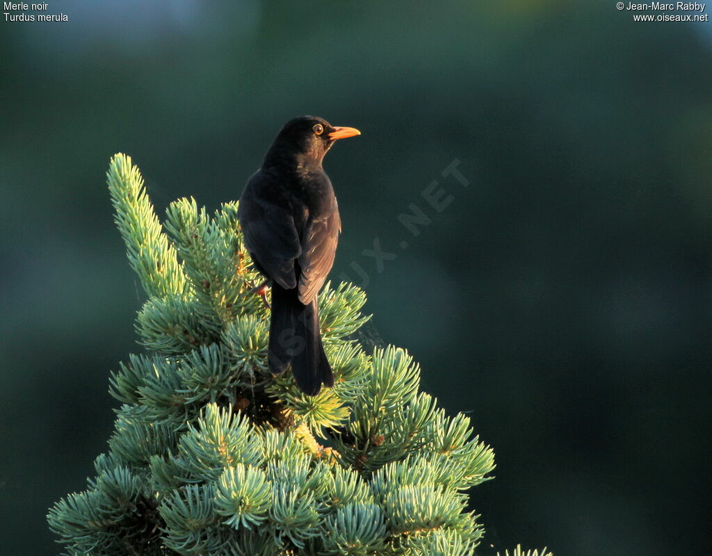 Common Blackbird, identification