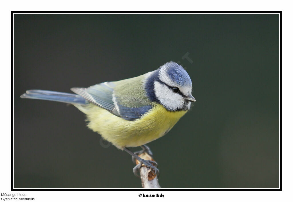 Mésange bleue, identification