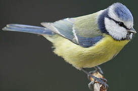 Eurasian Blue Tit