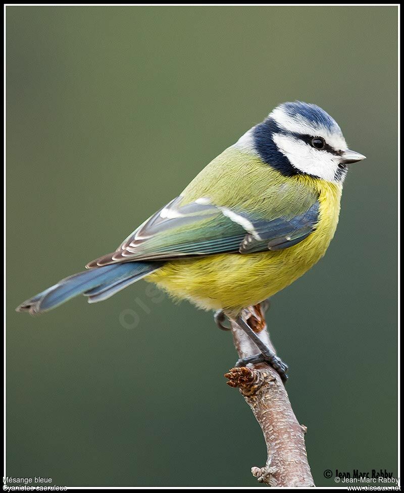 Mésange bleue, identification