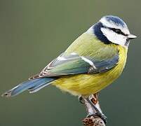 Eurasian Blue Tit