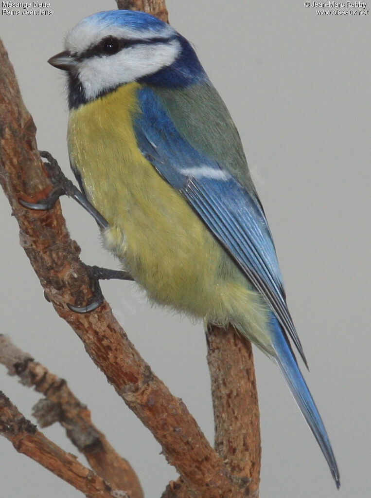 Mésange bleue