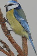 Eurasian Blue Tit