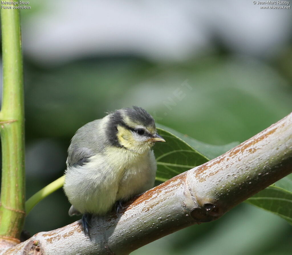 Mésange bleuejuvénile, identification