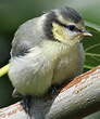 Mésange bleue