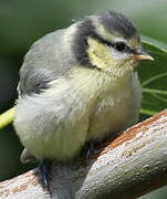 Eurasian Blue Tit