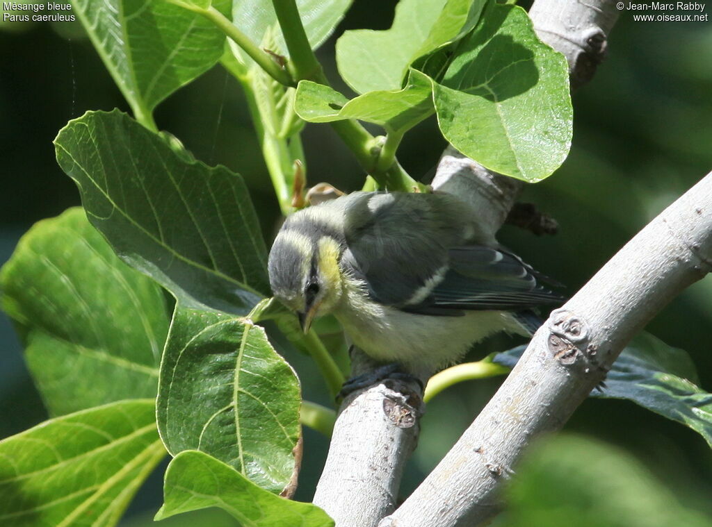 Mésange bleuejuvénile, identification