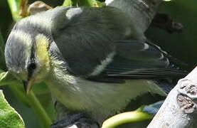 Eurasian Blue Tit