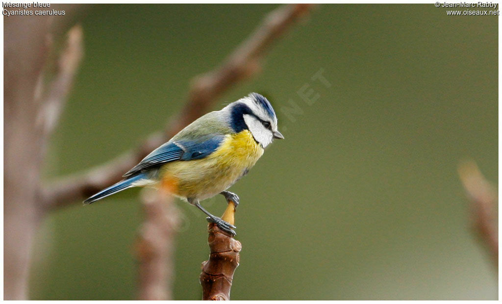 Mésange bleue, identification