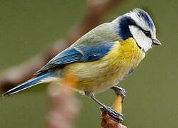 Eurasian Blue Tit