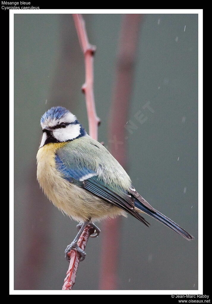 Mésange bleue, identification