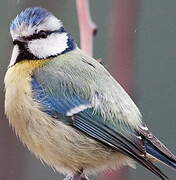 Eurasian Blue Tit