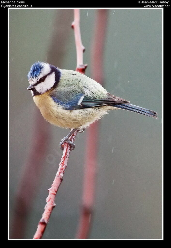 Mésange bleue, identification