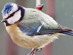 Mésange bleue