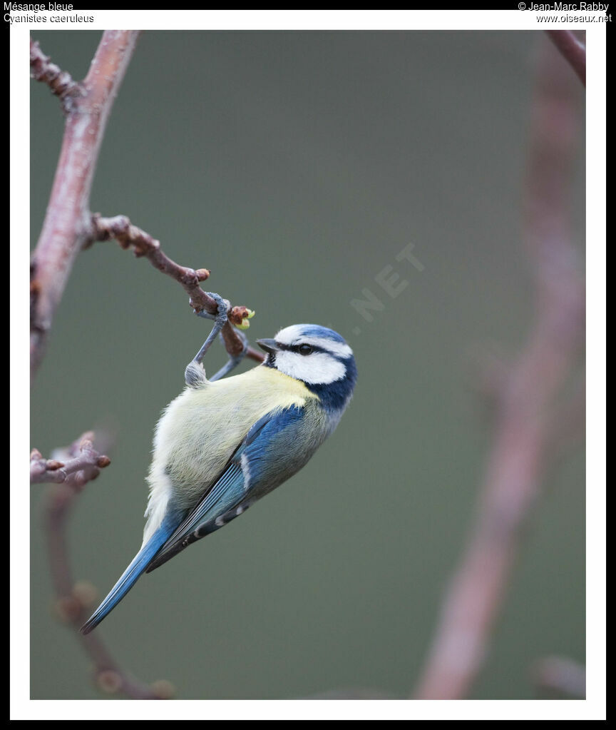 Eurasian Blue Tit, identification