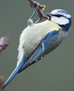 Eurasian Blue Tit