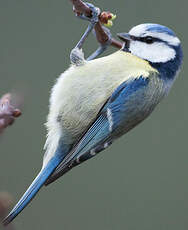 Mésange bleue