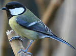 Mésange charbonnière