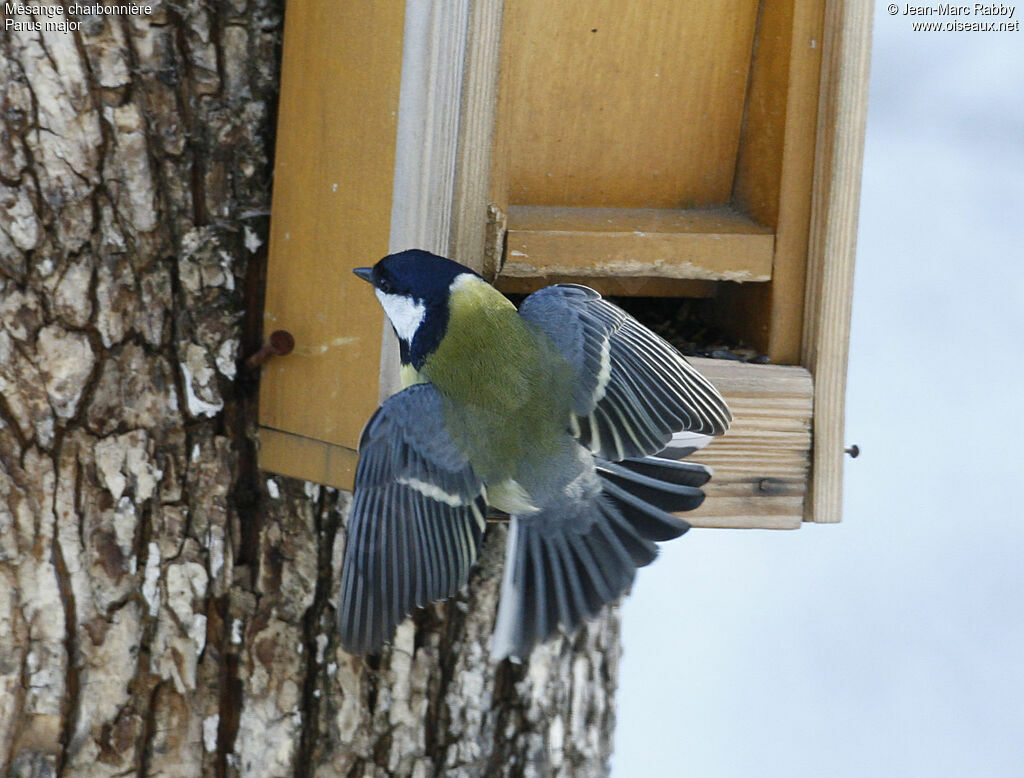 Great Tit, identification