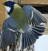 Great Tit