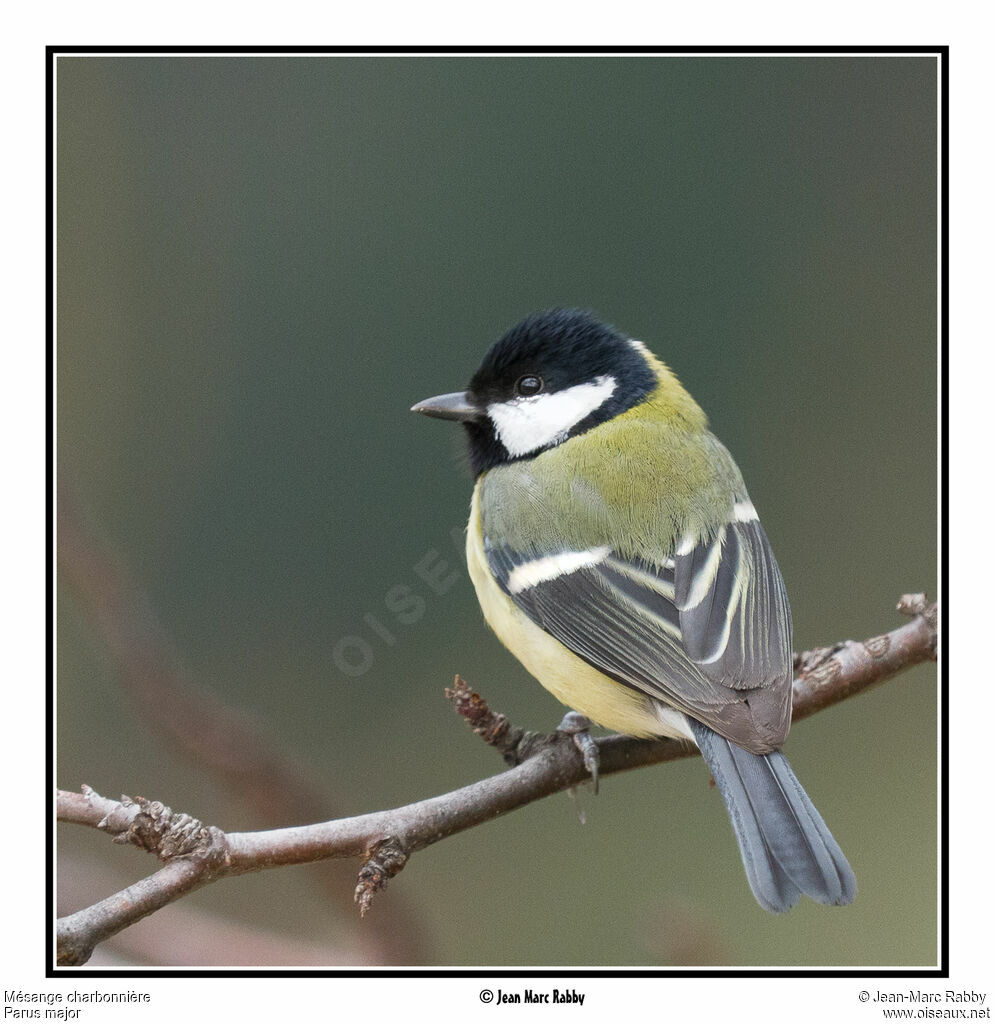 Great Tit, identification