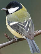 Great Tit