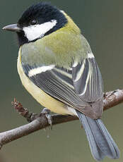 Mésange charbonnière