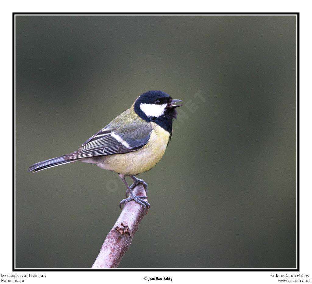 Great Tit, identification