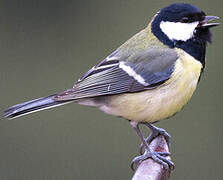 Great Tit