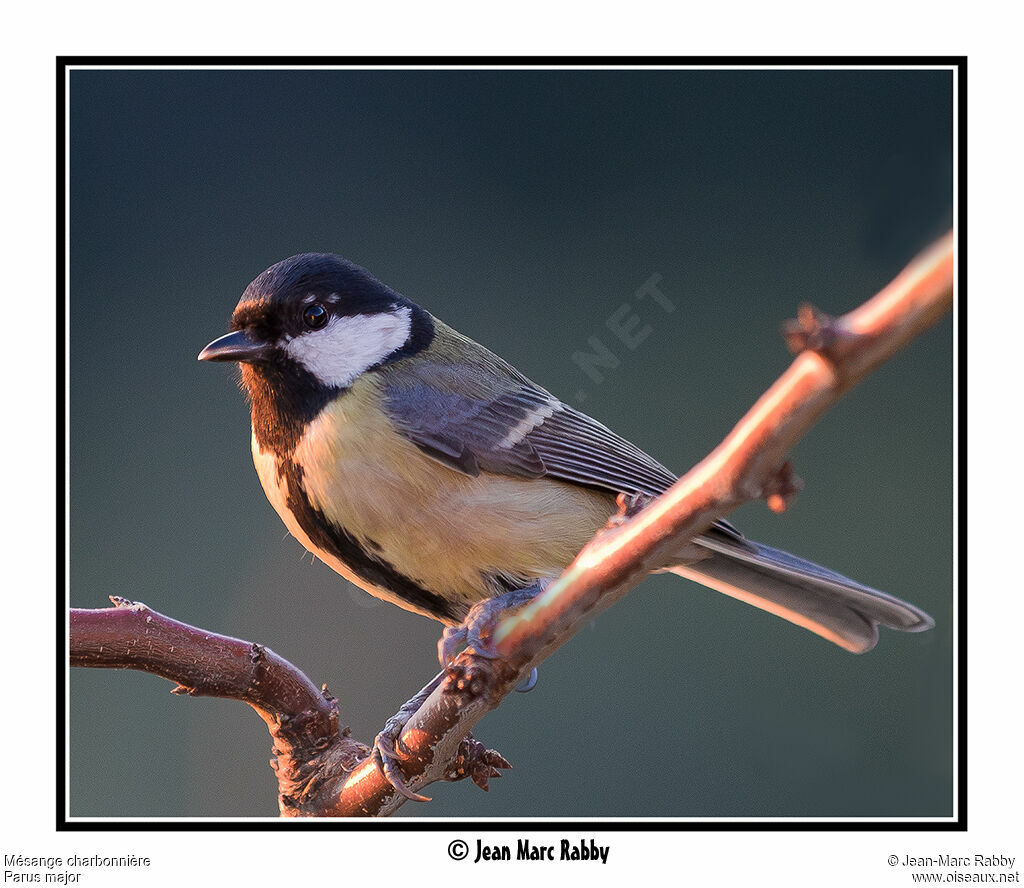 Mésange charbonnière, identification