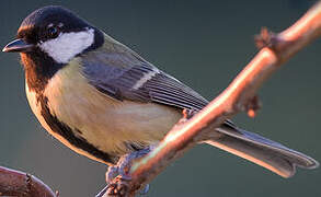 Great Tit