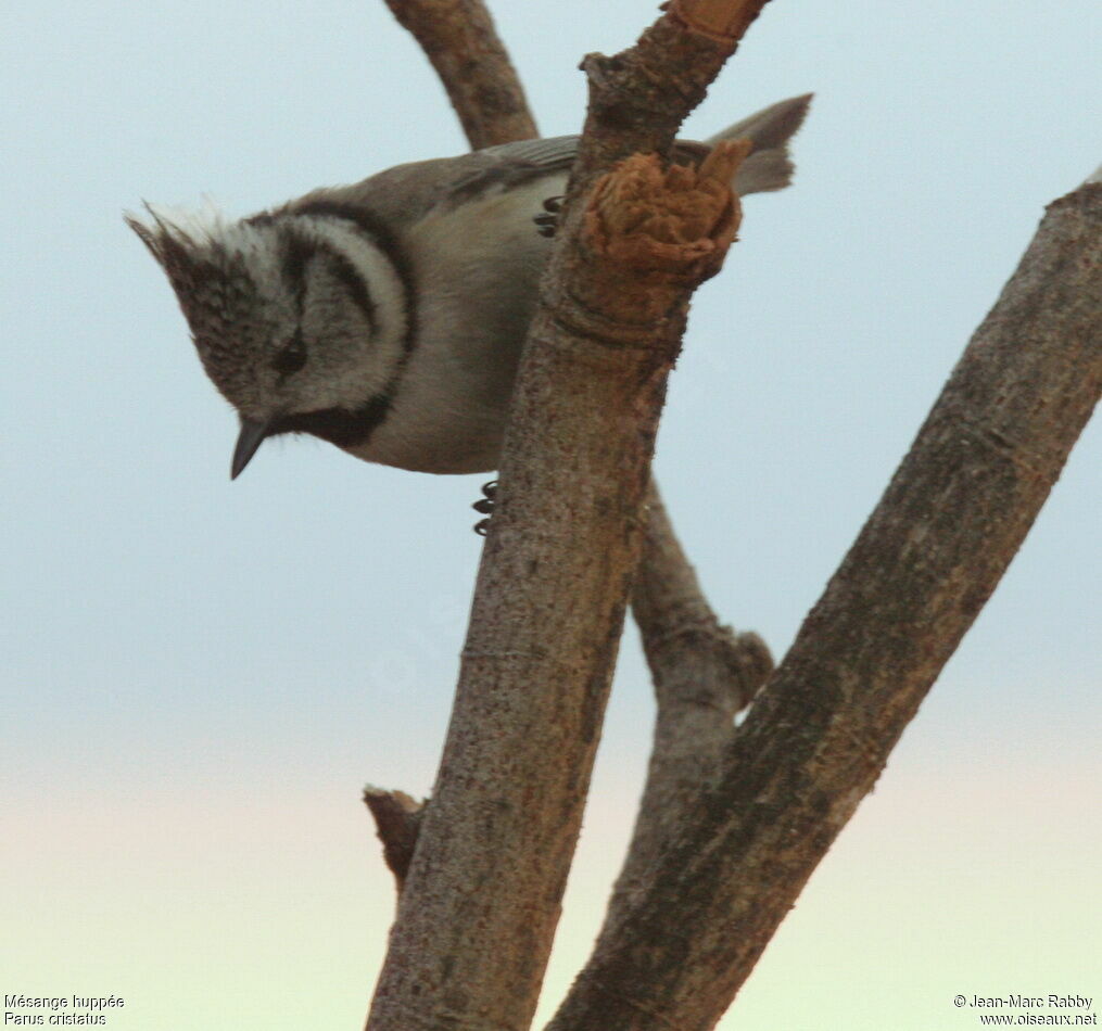 European Crested Tit