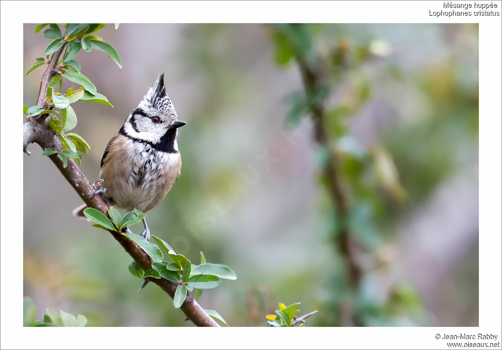 Mésange huppée, identification